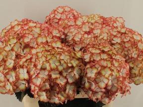 Hydrangea mag light my fire