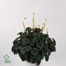 Peperomia caperata Cayenne