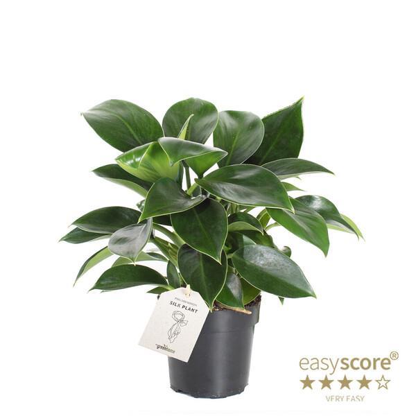 Philodendron Green Princess