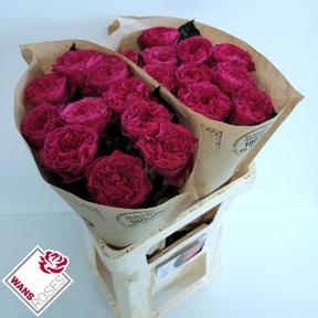 Rosa gr pink n pretty