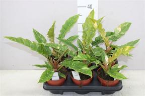 Philodendron Ring of Fire