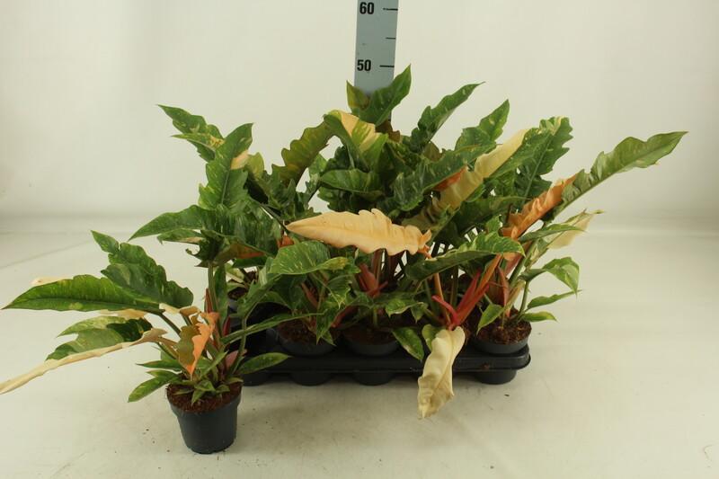 Philodendron Ring of Fire