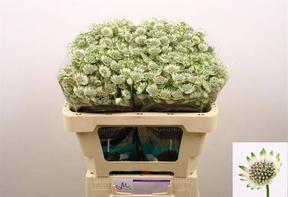 Astrantia billion stars