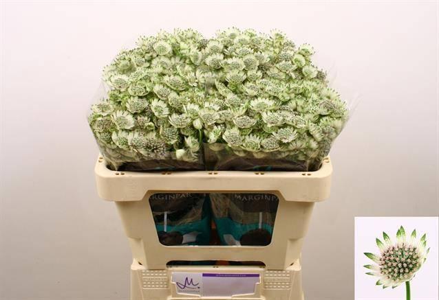 Astrantia billion stars