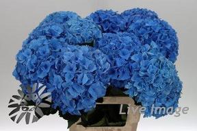 Hydrangea royal parade