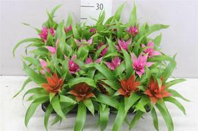 Guzmania mini