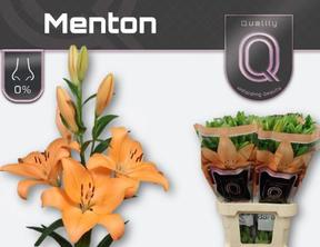 Lilium la menton