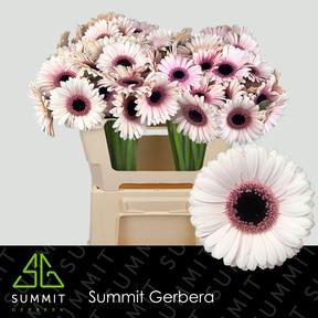 Germini plastic abby lou