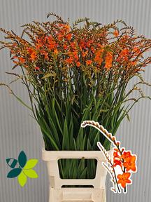 Crocosmia peach melba