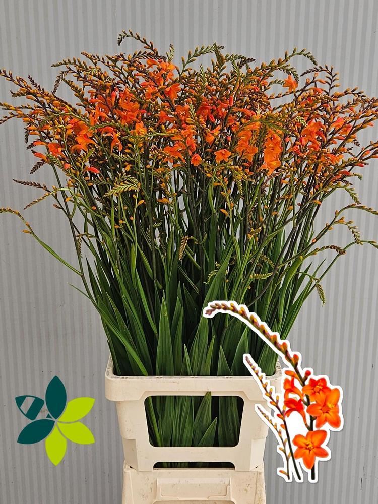 Crocosmia peach melba