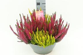 Calluna miska Trio