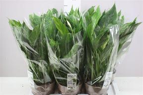 Spathiphyllum Diamond Variegata