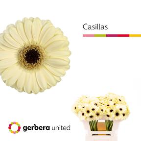 Germini plastic casillas