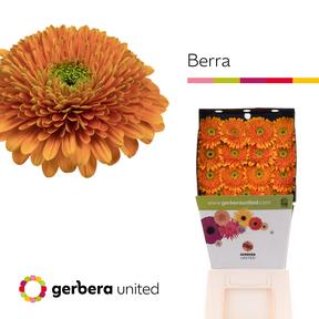 Gerbera diamond pomponi berra