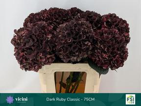 Hydrangea magical dark ruby classic