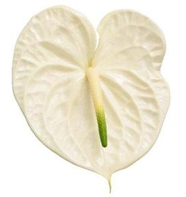 Anthurium graciosa 224