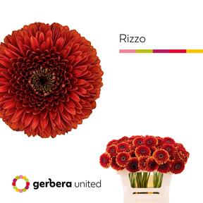 Germini plastic pomponi rizo