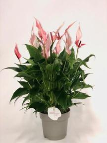 Anthurium andr. Lilli