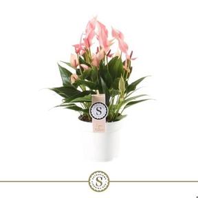 Anthurium andr. Lilli