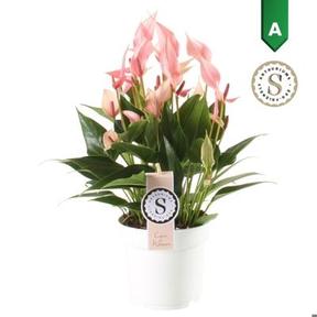 Anthurium andr. Lilli