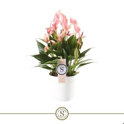 Anthurium andr. Lilli