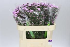 Aster double date pink