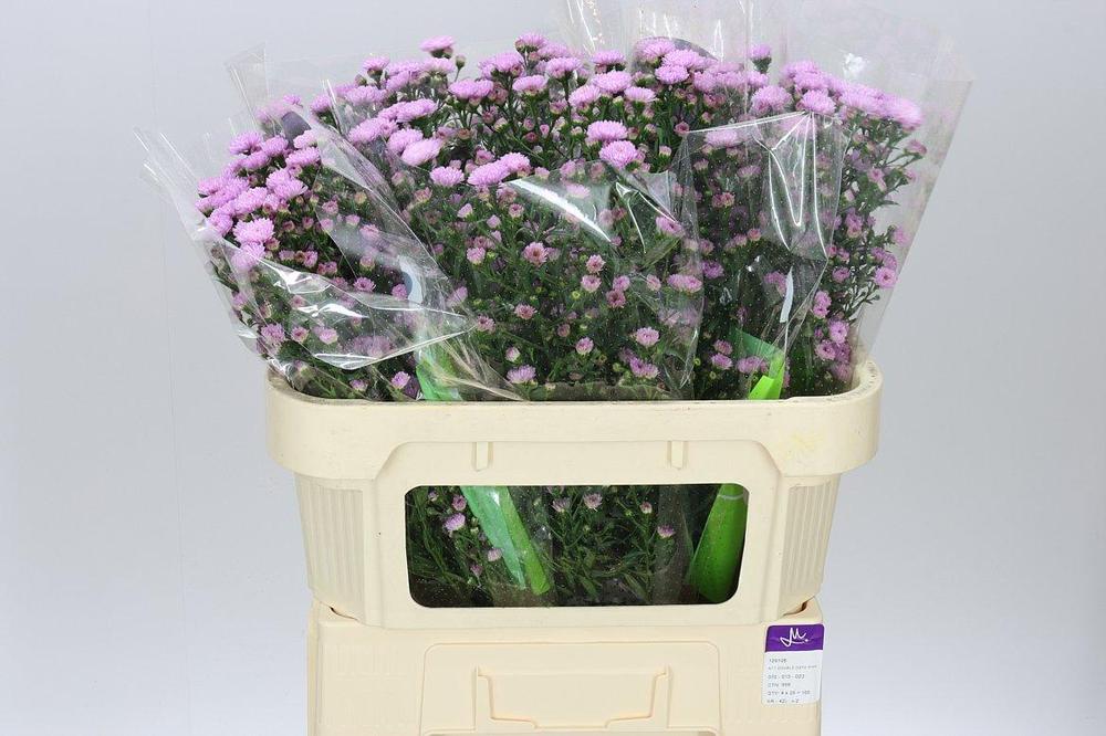Aster double date pink