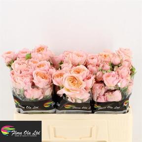 Rosa tr julietta