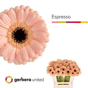 Germini plastic espresso