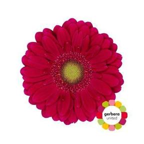 Germini plastic vivian