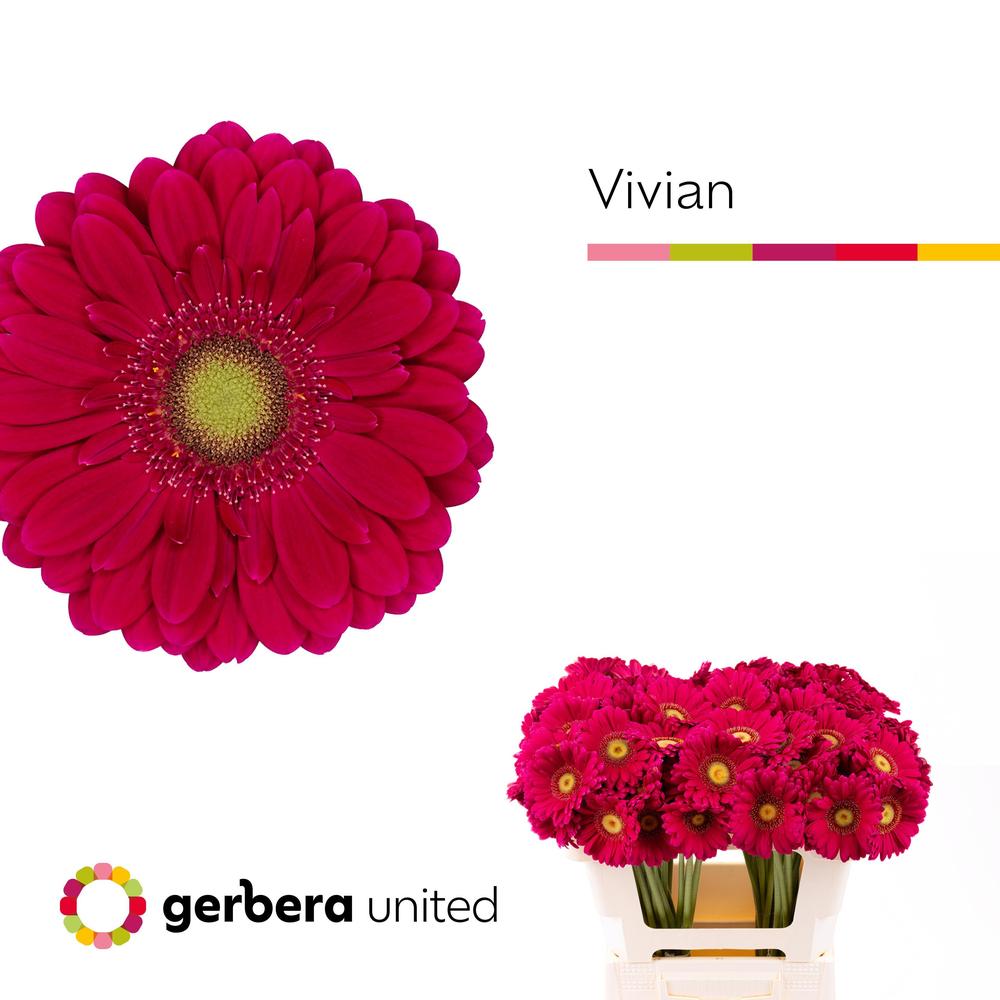 Germini plastic vivian