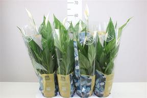 Spathiphyllum Sweet Ricardo
