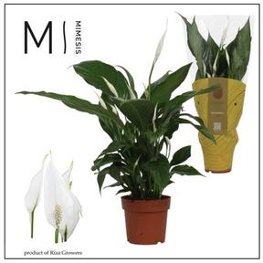 Spathiphyllum Sweet Ricardo