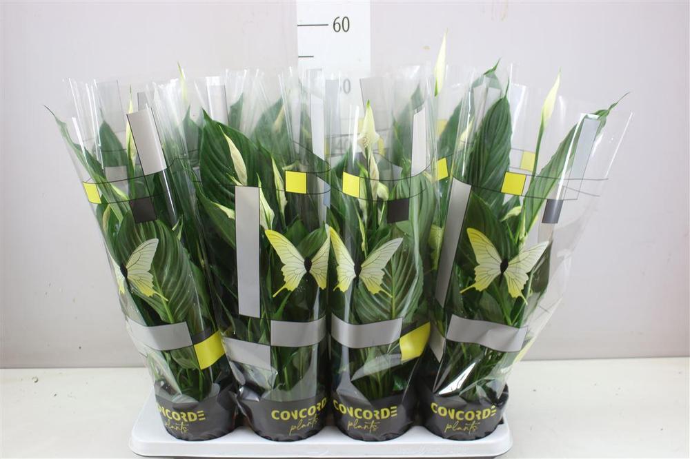 Spathiphyllum Sweet Ricardo