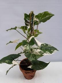 Syngonium Albo Variegata