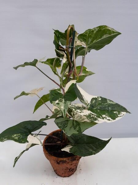 Syngonium Albo Variegata