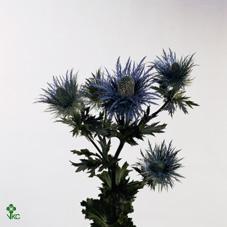 Eryngium alpinum