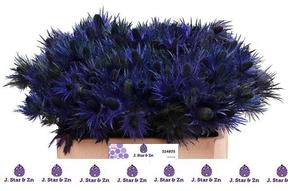 Eryngium alpinum