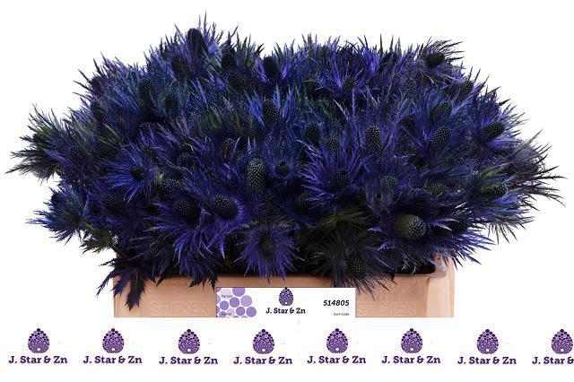 Eryngium alpinum
