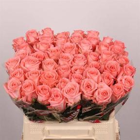 Rosa gr unicorn