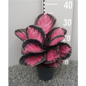 Calathea roseapicta Crimson