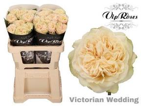 Rosa gr garden victorian wedding
