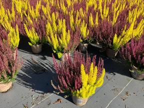 Calluna + Erica arborea