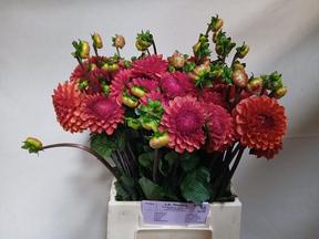 Dahlia brown sugar