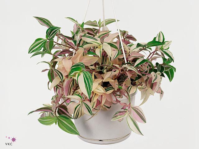 Tradescantia Nanouk white