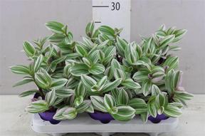 Tradescantia Nanouk white