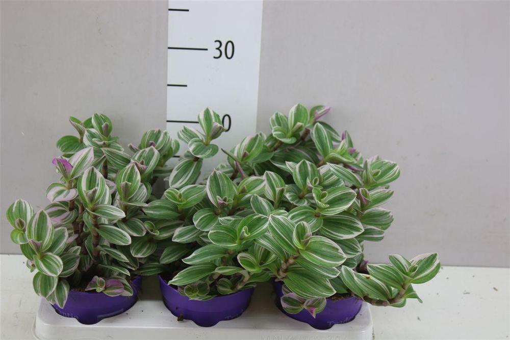 Tradescantia Nanouk white