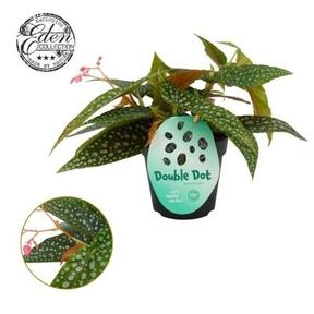 Begonia Double Dot