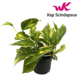 Epipremnum aureum Hicolor