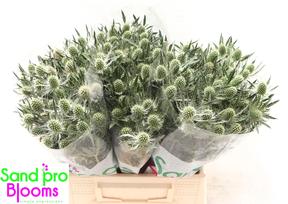 Eryngium mag white lagoon